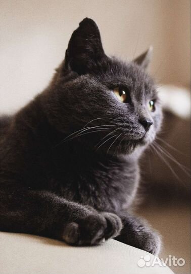 Русская голубая кошка