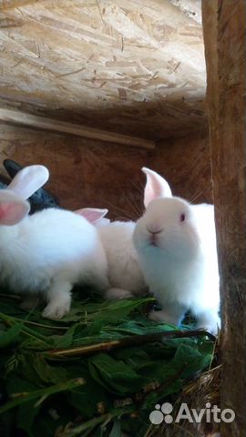 Крольчата, кролики, племенные кроли, крольчатина объявление продам