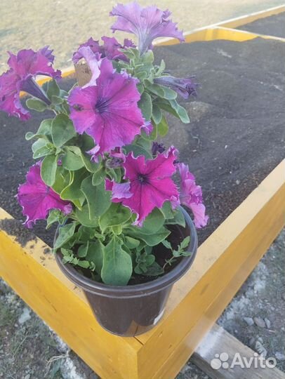 Рассада цветов, помидор, перца