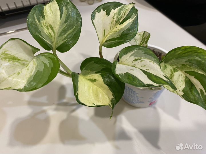 Эпипремнум Хеппи лиф