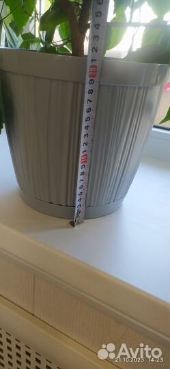 Гибискус большой