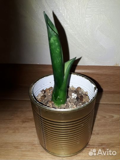 Сансевиерия