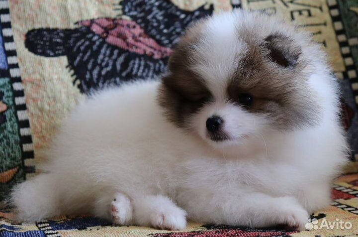 Щенки шпица