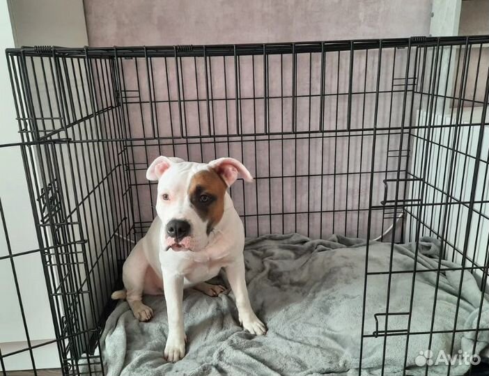 Клетка для собак антивандальная №3, №5