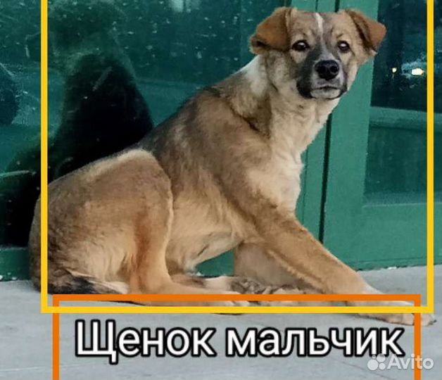 Щенки мальчики