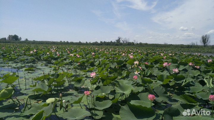 База отдыха, рыбалка, туризм, охота