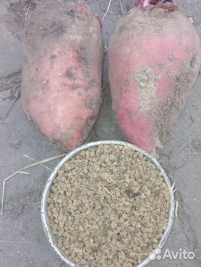 Семена свеклы кормовой