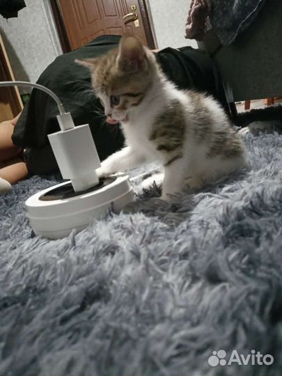 Кошка
