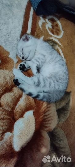 Шотландские котята