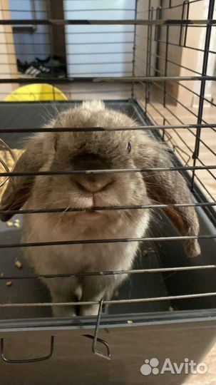 Кролик вислоухий