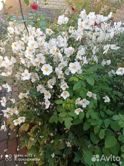 Анемона кусты