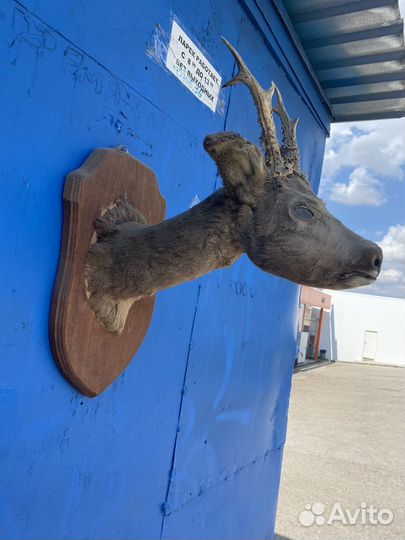 Чучело головы косули
