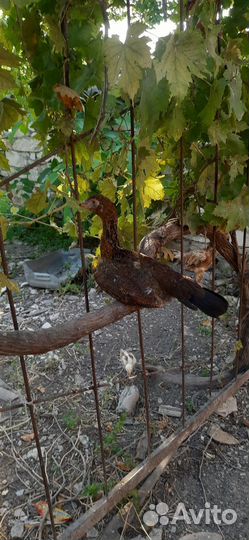 Бойцовые куры и петухи