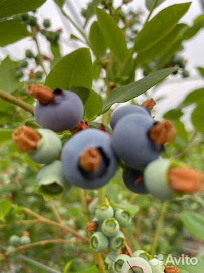 Голубика сорт Draper 5 лет
