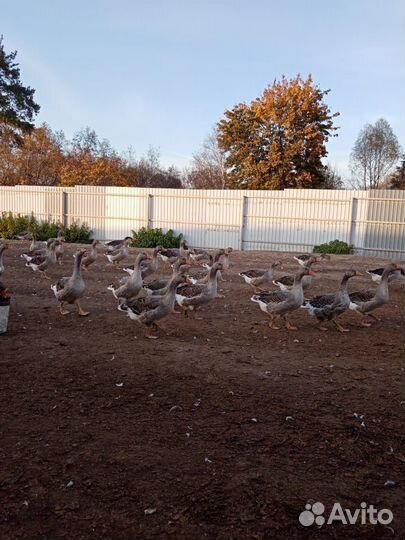Гуси крупные серые