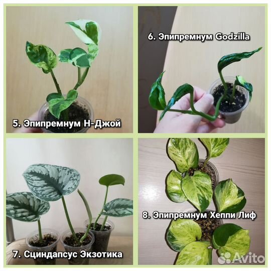 Цветы домашние декоративнолиственные