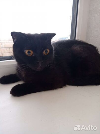 Кошечка британка