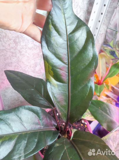 Антуриум ренессанс вар