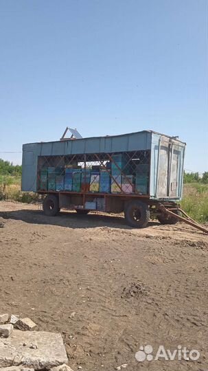 Пасики пчелы