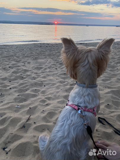 Маленькая собака