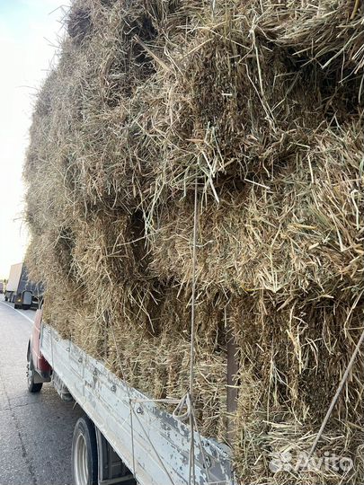 Солома рисовая с зеленью