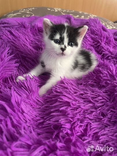 Котята бесплатно