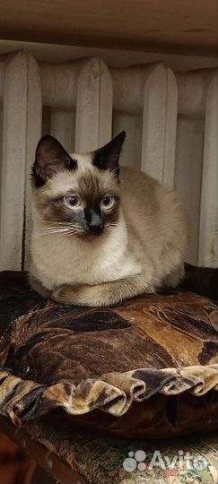 Тайская кошка ищет кота