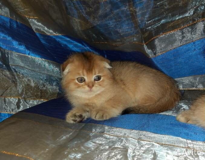 Вислоухие и прямоухие золотые котята