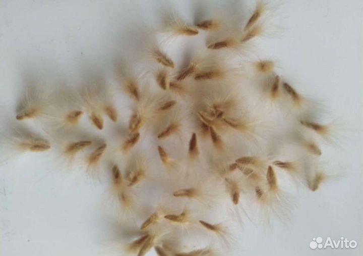 Семена Олеандра микс