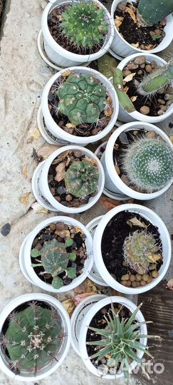 Цветы на доставку