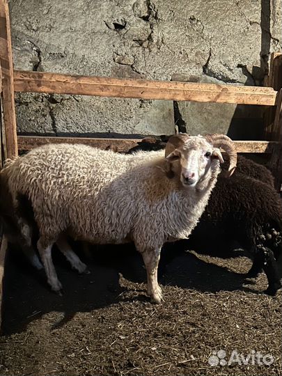 Баран производитель