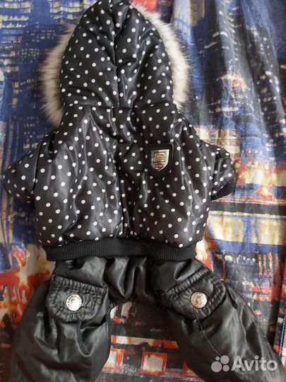 Костюм для маленькой собаки