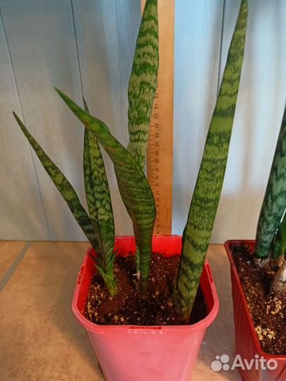 Сансевиерия