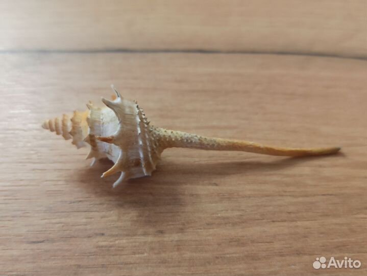 Морская раковина