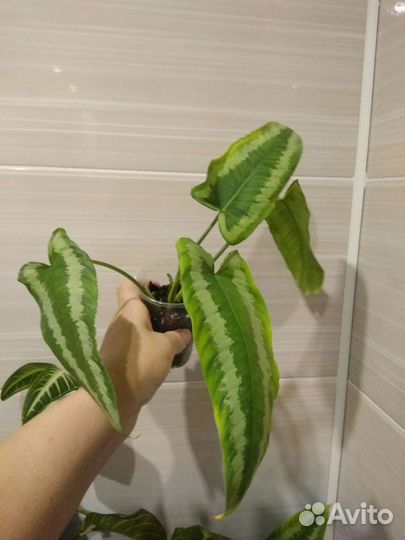 Шизмотоглоттис Валлиши