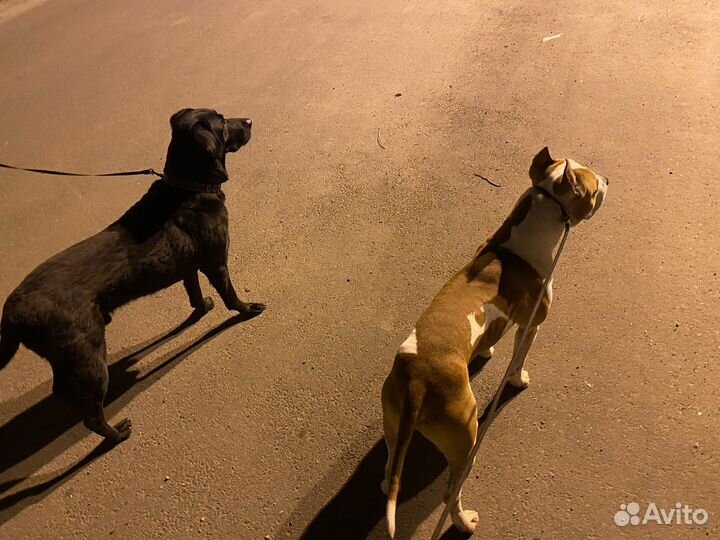 Кинолог, зоопсихолог