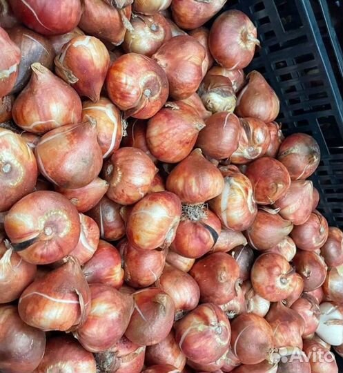 Луковицы тюльпана 12+