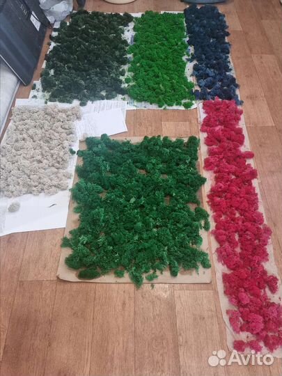 Мох ягель живой