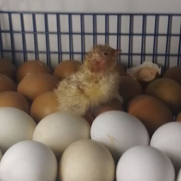 Инкубация и продажа цыплят, кур, гусей, индейки