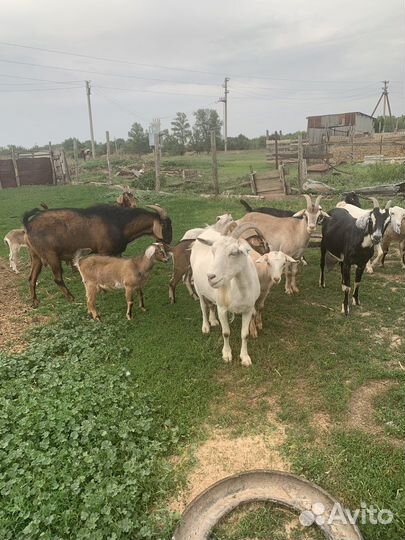 Продаются козы, 19 голов. Продаю всех вместе