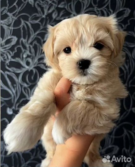 Щенки мальтипу