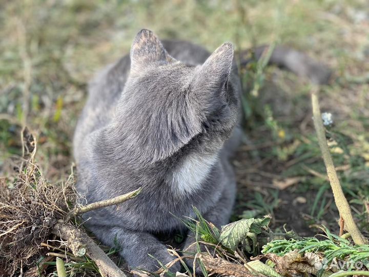 Кошечка полу британская ищет дом и любящих хозяев