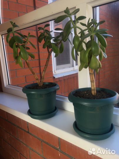 Денежное дерево (толстянка )