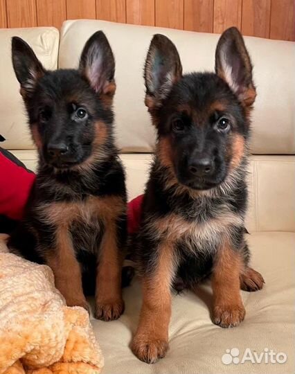 Щенки немецкой овчарки из питомника с документами