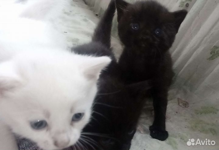 Котятки в добрые руки
