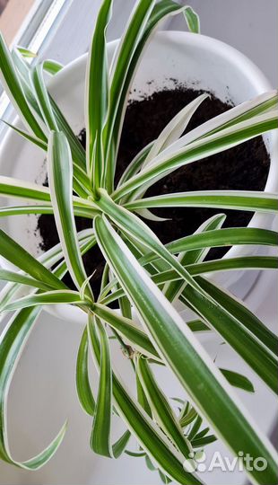 Комнатные цветы Спатифиллум Фуксия Бальзамин