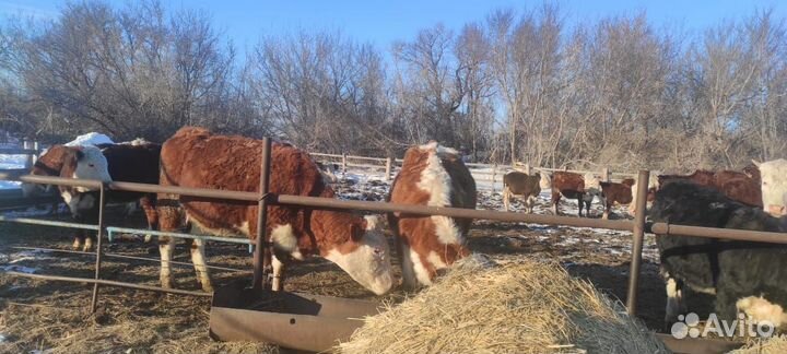 В продаже крс