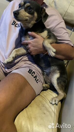 Собака тойтерьер