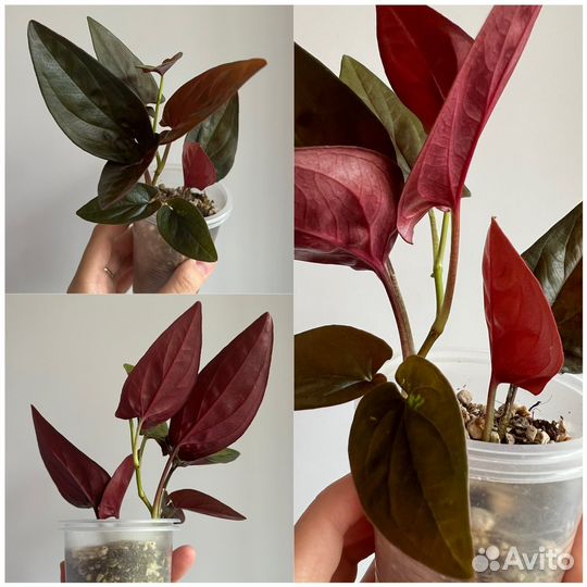 Комнатные растения