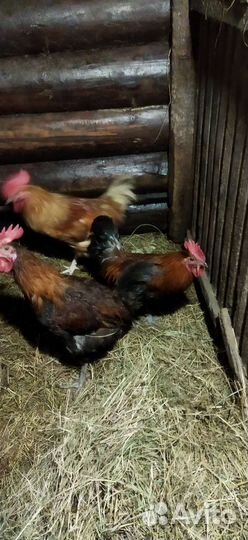 Куры и петухи